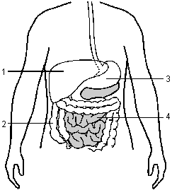 Human digestive system.